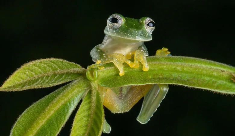 Glass Frog