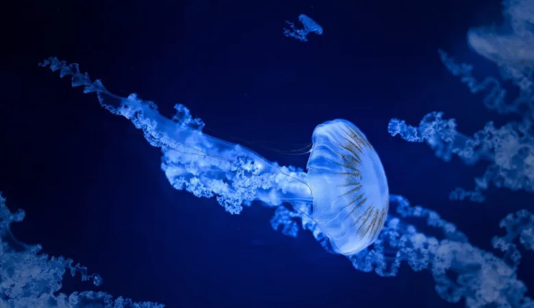 Immortal Jellyfish