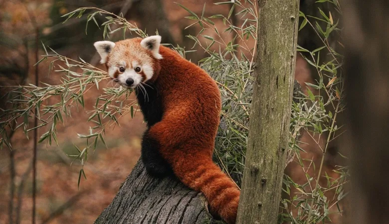 Red Panda