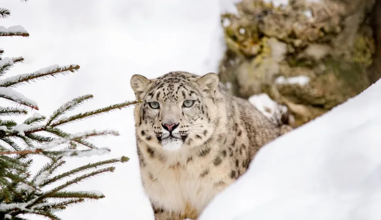 Snow Leopard